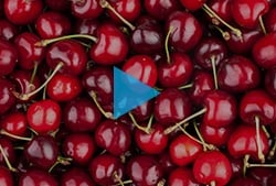 Video blue button - cherry.jpg