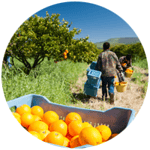 Orchard citrus