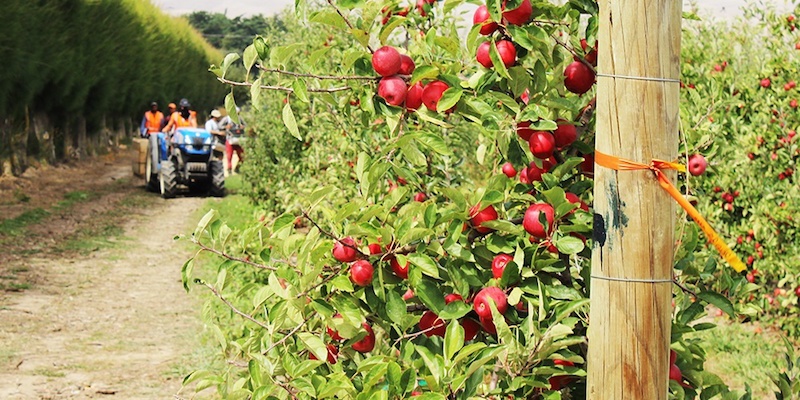 Handle with care: maintaining produce quality from field to packhouse