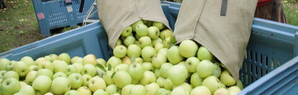 Ceravolo orchards